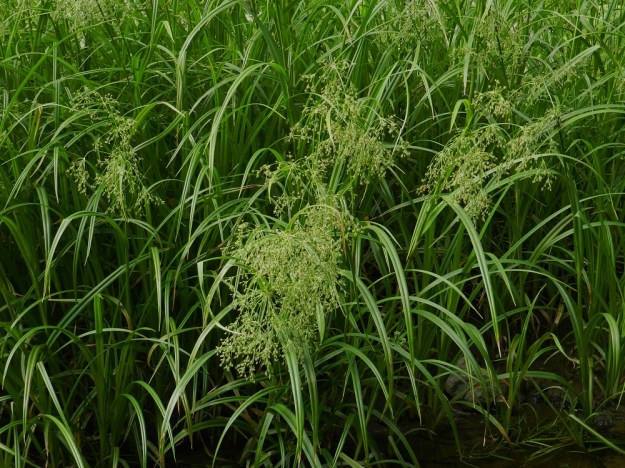 Scirpus sylvaticus - korpikaislan pitkät varsilehdet ja usein kukinnotkin ovat enemmän tai vähemmän nuokkuvia. EH, Hämeenlinna, Loimalahti, Myllyoja, Sammontien alittavan Myllyojan laiteet, 3.7.2012. Copyright Hannu Kämäräinen.