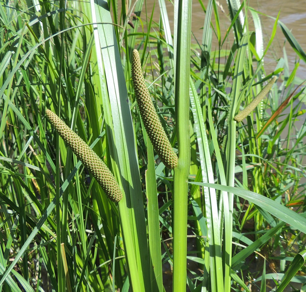 Acorus calamus - rohtokalmojuuren kukinto on puikilo, joka sijaitsee näennäisesti varren puolivälissä. Todellisuudessa puikilo on varren päässä ja väärä vaikutelma johtuu kukinnon tukilehdestä, joka jatkuu ilman rajaa ja ulkomuodon muutosta suoraan varren kärjestä ylöspäin. 16.7.2016. Copyright Hannu Kämäräinen.