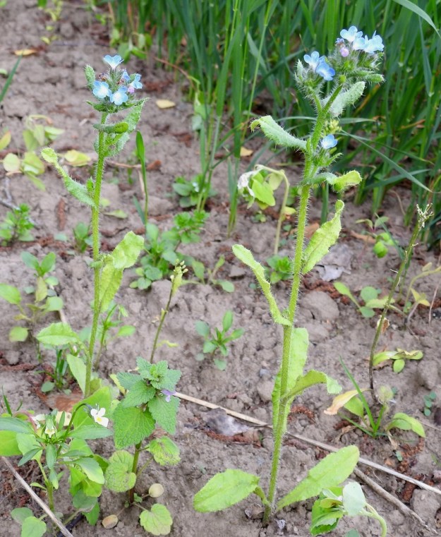 Lycopsis arvensis - peltorasti on tavallisesti noin 15-40 cm korkea ja sen ulkomuoto vaihtelee. Usein se on hoikka ja pienehkölehtinen sekä haaraton kukinto-osaan saakka. Peltorastin kukintohaarat ovat lehtihankaisia ja pitenevät kukinnan edetessä, kun kärjen kiemurasta avautuu uusia kukkia. EH, Hämeenlinna, Luolaja, Pollentien ja Mäkilaurilantien kulmauksen kapeahko, kauraa kasvava peltokaistale, 26.6.2018. Copyright Hannu Kämäräinen.