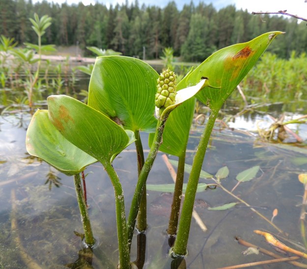 Calla palustris - (suo)vehka voi kasvaa myös avovedessä, rannan tuntumassa. Kuvan vasemmassa alakulmassa näkyy pohjassa suikertava, paksu juuri. Korkeutta suovehkalla on tavallisesti 15-40 cm. Sen varret ja lehtiruodit ovat noin 10-25 cm pitkiä. Lehtilapa on molemmin puolin samanvärinen ja kaarevasti silposuoninen. EH, Hämeenlinna, Ahvenisto Ahvenistonjärven eteläpää, luonnonsuojelualue, rantavesi, 3.7.2014. Copyright Hannu Kämäräinen.