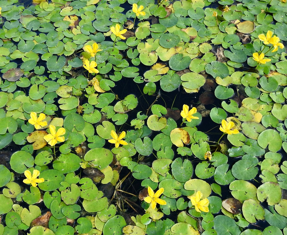 Nymphoides peltata - keltalammikki on kelluvavartinen ja -lehtinen vesikasvi, joka kasvattaa runsaasti pitkiä, pohjassa suikertavia ja juurehtivia rönsyjä. Niistä nousevat ja haarautuvat veden syvyyden mukaan noin 15-250 cm pitkät ja noin 4-5 mm paksut varret. Lehdet nousevat ruodiltaan varsien mittaisina suoraan rönsyistä tai lyhytruotisempina varren kärkiosasta, johon kasvavat myös keltaiset kukat. V, Raisio, Hauninen, Haunisten allas (tekojärvi), eteläpää, 27.7.2018. Copyright Hannu Kämäräinen.