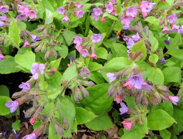Pulmonaria obscura - lehtoimikän monisävyiset kukat houkuttelevat monenlaisia hyönteisiä, erityisesti pistiäisiä. EH, Hämeenlinna, Luhtiala, Aulangonjärven kaakkoiskulma Käärmekallion alapuolella, rehevä rantalehto, 12.5.2013. Copyright Hannu Kämäräinen.