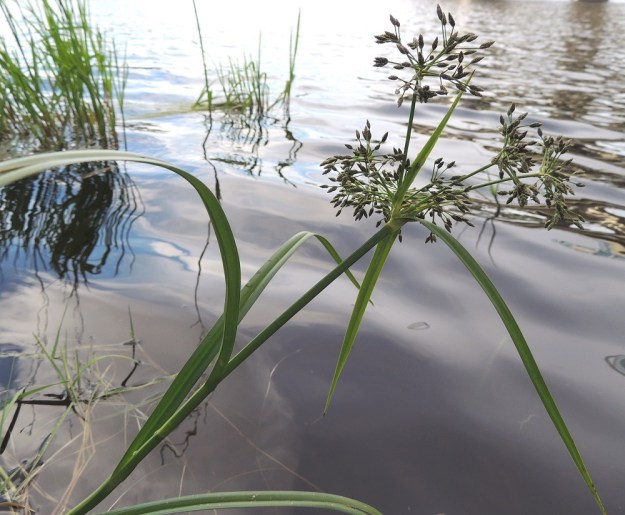 Scirpus radicans - juurtokaislan kukinto ja sen haarat ovat tukilehdellisiä. Alimpien päähaarojen tukilehdet ovat varsilehtien kaltaisia mutta pienempiä. Alin niistä on lyhyttuppinen ja noin 10-20 cm pitkä. PK, Joensuu, Karsikko, Pielisjoen eteläranta Pekkalan sillan länsipuolella, 10.7.2015. Copyright Hannu Kämäräinen.