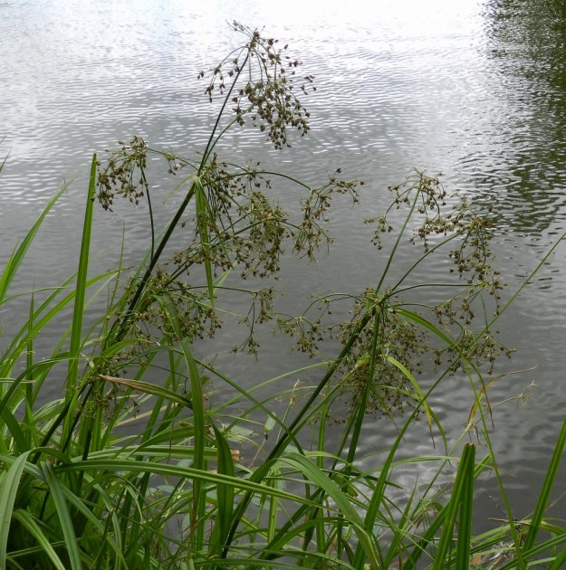 Scirpus sylvaticus - korpikaislan kukinto on laaja, kolmeen tai neljään kertaan haarova ja röyhymäinen. EH, Hämeenlinna, Aulanko, Joutsenlammen ranta, 30.7.2011. Copyright Hannu Kämäräinen.