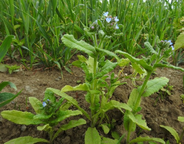 Lycopsis arvensis - peltorasti voi usein olla myös kuvan tavoin tanakan rehevä ja isolehtinen sekä haaroa lähes jokaisesta lehtihangastaan. Peltorastin alimmat lehdet ovat ruodilliset ja yleensä kapean vastapuikeat ja kapenevatyviset. Pituutta niillä on ruodin kanssa tavallisesti noin 5-10 cm ja leveyttä leveimmältä kohtaa noin 1-1,5 cm. Ruoti on siipipalteinen ja levenee tasaisesti lehtilavaksi. Alimmat lehdet lakastuvat kukinnan aikana. EH, Hämeenlinna, Luolaja, Pollentien ja Mäkilaurilantien kulmauksen kapeahko, kauraa kasvava peltokaistale, 26.6.2018. Copyright Hannu Kämäräinen.