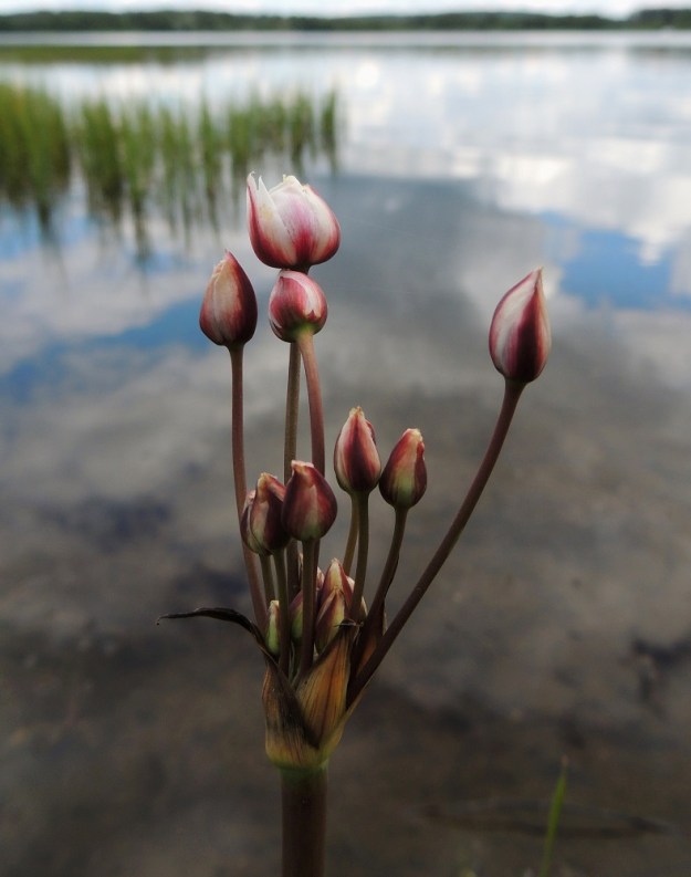 Butomus umbellatus - sarjarimmen kukintosarjan tyvellä on kolme suippokärkistä, noin 1,5-3 cm pitkää ja leveätyvistä suojuslehteä. Ne alkavat kuihtua ruskeiksi ja kuiviksi jo kukinnan alkuvaiheessa. EH, Hämeenlinna, Katinen, Katumajärven länsiranta, uimarannan viereinen kosteikkoranta, 28.6.2014. Copyright Hannu Kämäräinen.