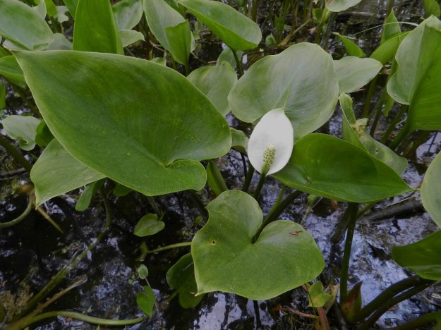 Calla palustris - (suo)vehkan kukinto on varren kärjessä oleva runsaskukkainen puikilo, joka on kukkiessaan tavallisesti noin 20-30 mm pitkä ja noin 10-15 mm leveä. Puikilon tyvellä on puikea tai soikea ja lähes varren ympäri sepivä sekä pitkäkärkinen tukilehti, joka on sisäpuolelta valkoinen ja ulkopinnaltaan vihertävä. Se on kärkineen yleensä noin 5-8 cm pitkä ja leveimmältä kohtaa noin 3-4 cm leveä. EH, Hämeenlinna, Luolaja, Hattelmalanjärven luoteisrannan pitkä suokiila, 31.5.2012. Copyright Hannu Kämäräinen.