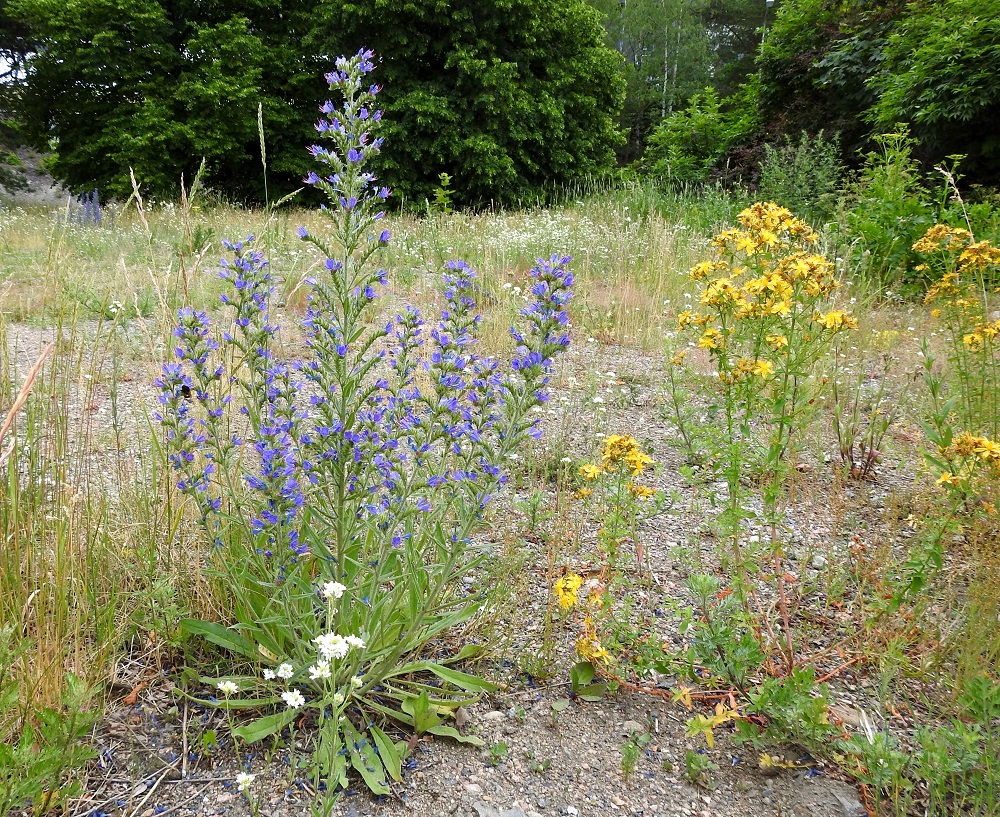 Echium vulgare - kyläneidonkieli on pysty ja tavallisesti noin 30-90 cm korkea ruoho, jonka varsi on tanakka ja haaraton tai tyveltä asti runsaastikin haarova. Kuvassa seuralaisina mm. mäkikuisma, Hypericum perforatum ja idänharmio, Berteroa incana. V, Naantali, satama, viljavaraston itäisimmän siilorakennuksen viereinen sorakenttä, 26.6.2019. Copyright Hannu Kämäräinen.