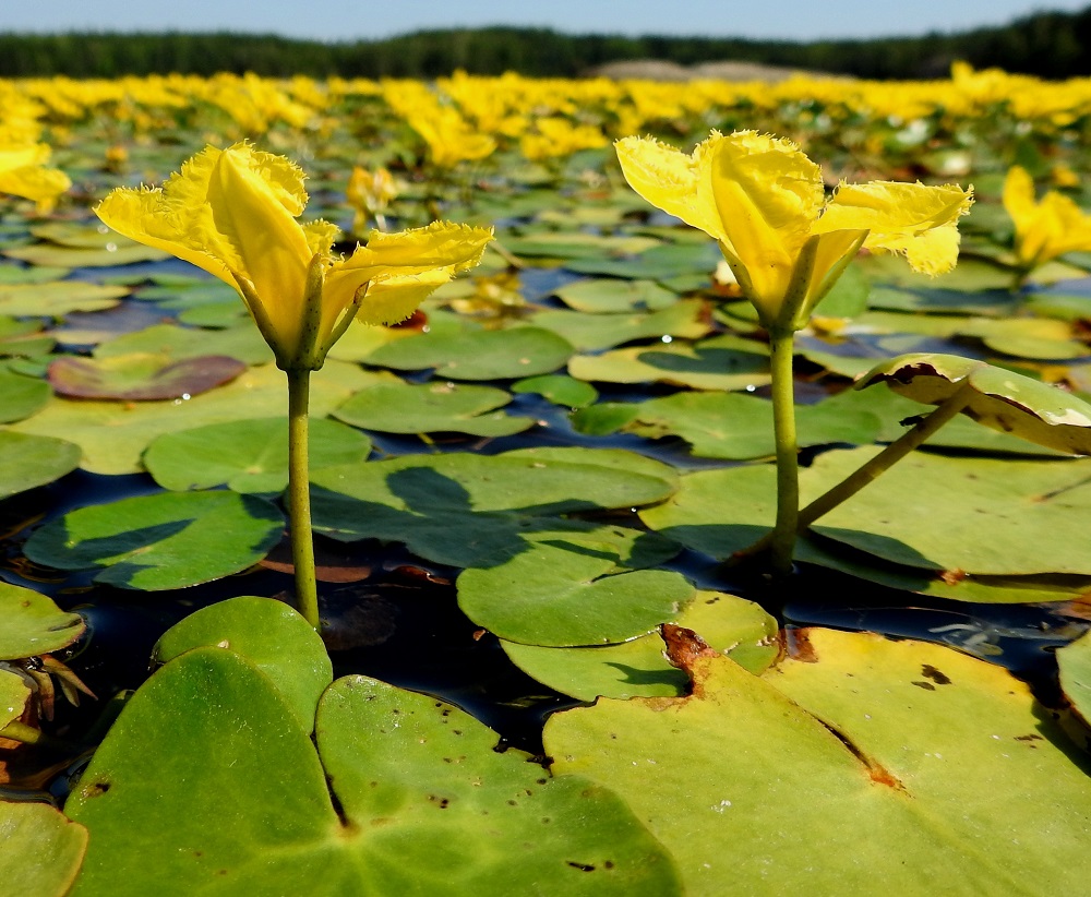 Nymphoides peltata - keltalammikin kukkaperä nostaa kukat selvästi vedenpinnan yläpuolelle, ainakin pienemmän aaltoilun tavoittamattomiin. Kelluvasta varren kärkiosasta nousevat näkyviin vain kukkivat kukat. Vasta kehittymässä olevat ja jo kukkineet kukat ovat vedessä lehtikatoksen alla ja tehostavat osaltaan kelluntaa ja sen vakautta. V, Raisio, Hauninen, Haunisten allas (tekojärvi), eteläpää, 27.7.2018. Copyright Hannu Kämäräinen.