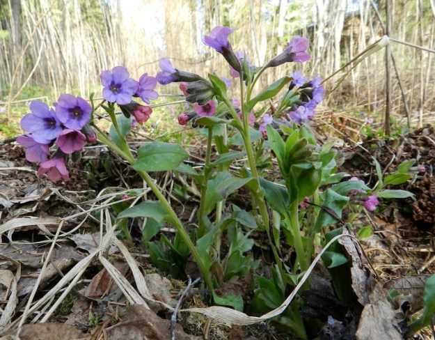Pulmonaria obscura - lehtoimikkä on usein tyveltä alkaen monivartinen. Lehtiruusukkeet nousevat esiin jo kukintavaiheessa, mutta niiden lehdet suurenevat täyteen mittaansa vasta kukinnan jälkeen. EH, Hämeenlinna, Luhtiala, Aulangonjärven kaakkoiskulma Käärmekallion alapuolella, rehevä rantalehto, 2.5.2012. Copyright Hannu Kämäräinen.