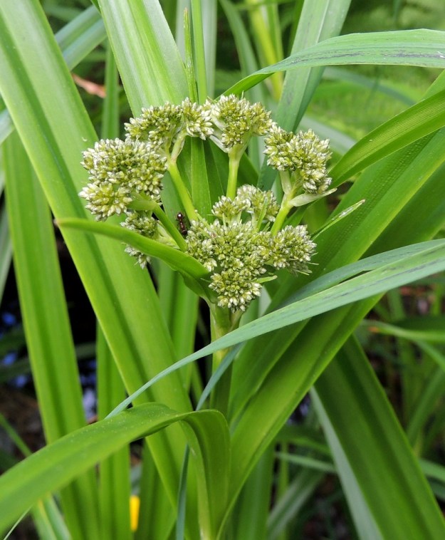 Scirpus sylvaticus - korpikaislan kukinto on aluksi tiiviinä sykeröinä ja vain sen päähaarat ovat selvästi näkyvillä. U, Hanko, Anckars, Kartanontien varrella oleva puronvarsikosteikko, 15.6.2013. Copyright Hannu Kämäräinen.