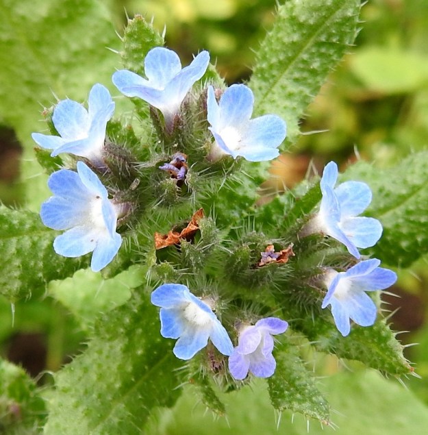 Lycopsis arvensis - peltorastin kukat ovat tiheinä pieninä viuhkoina yksipuolisesti haaran yläpinnalla. EH, Hämeenlinna, Luolaja, Pollentien ja Mäkilaurilantien kulmauksen kapeahko, kauraa kasvava peltokaistale, 26.6.2018. Copyright Hannu Kämäräinen.