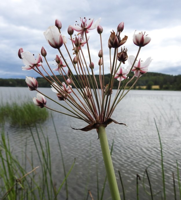 Butomus umbellatus - sarjarimmen kukinto on useimmiten 10-40-kukkainen. Kukintakausi on pitkä, koska kerrallaan vain osa kukista on avoimina. Sarjassa on runsaasti nuppuja vielä silloin, kun vanhimmat kukat ovat siirtymässä jo hedelmävaiheeseen. EH, Hattula, Pelkola, Lehijärven länsirannan Haikonlahti, vene- ja uimaranta, 22.7.2020. Copyright Hannu Kämäräinen.