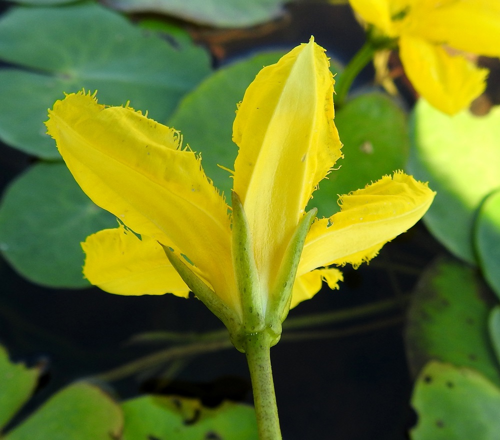 Nymphoides peltata - keltalammikin kukan verhiö on lähes tyveen saakka viisiliuskainen. Liuskat ovat suikeat tai tasasoukan suikeat ja noin 10-13 mm pitkät ja noin 1,5-2,5 mm leveät sekä vain noin puolet teriön pituudesta. Väriltään ne ovat vihreät ja enemmän tai vähemmän punaruskeapilkkuiset. V, Raisio, Hauninen, Haunisten allas (tekojärvi), eteläpää, 27.7.2018. Copyright Hannu Kämäräinen.
