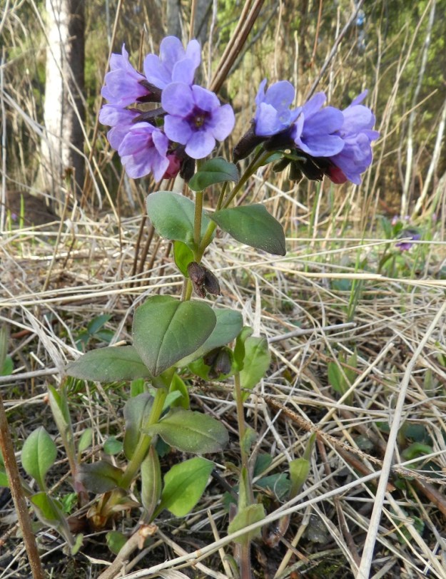 Pulmonaria obscura - lehtoimikkä on tavallisesti noin 15-30 cm korkea. Varsilehtiä on yleensä useita ja ne ovat varrella kierteisesti. Ne voivat olla kaikki ruodittomia, kuten kuvassa tai alimmissa on toisinaan lyhyt ruoti. Nykyisin kukinta alkaa usein jo huhtikuun loppupuolella. Kuvan yksilössäkin suurin osa kukista on ikääntyneempiä ja sinisävyisiä, vaikka kuvausajankohta on toukokuun alku. EH, Hämeenlinna, Luhtiala, Aulangonjärven kaakkoiskulma Käärmekallion alapuolella, rehevä rantalehto, 2.5.2012. Copyright Hannu Kämäräinen.