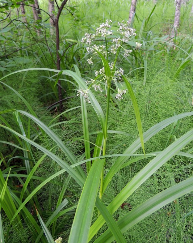 Scirpus sylvaticus - korpikaislan varsilehtiä on yleensä 5-8. Niiden lapa on tavallisesti noin 30-50 cm pitkä, tasasoukka, pitkäsuippuisen teräväkärkinen ja leveimmältä kohtaa noin 10-15 mm leveä. Myös kukinnon alemmat tukilehdet ovat varsilehtien kaltaisia mutta pienempiä. U, Hanko, Anckars, Kartanontien varrella oleva puronvarsikosteikko, 15.6.2013. Copyright Hannu Kämäräinen.