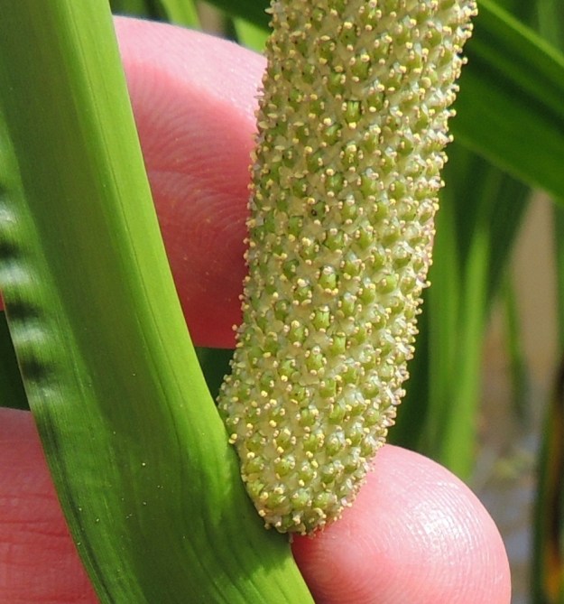 Acorus calamus - rohtokalmojuuren pienet kukat täyttävät tiheästi koko puikilon pinnan. Kukan keskellä olevan vihreän sikiäimen ympärillä on kuusi päästään noin millimetrin levyistä kehälehteä. Ne näkyvät kuvassa sikiäimiä ympäröivinä, vaaleina kehinä. 16.7.2016. Copyright Hannu Kämäräinen.