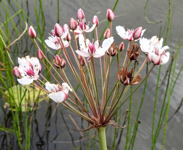 Butomus umbellatus - sarjarimmen kukinnon kukkaperät ovat noin 6-12 cm pitkiä ja vihreitä tai punaruskeita. Kunkin kukkaperän tyvellä on väljä, kalvomainen ja noin 1-1,5 cm pitkä suojustuppi. EH, Hattula, Pelkola, Lehijärven länsirannan Haikonlahti, vene- ja uimaranta, 22.7.2020. Copyright Hannu Kämäräinen.