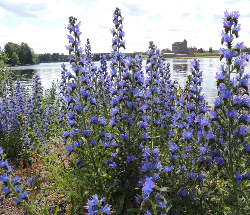Echium vulgare - kyläneidonkielen kukinto on pitkä ja joka suuntaan runsaahko- ja lyhythaarainen. Näin ollen sitä voi kuvailla jopa tähkämäiseksi. Kukat muuttuvat puhkeamisensa jälkeen yleensä nopeasti tasaisen sinisiksi. EH, Hämeenlinna, Sairio, Varikonniemen luoteispuoli, Vanajaveden ranta, radanvartta seuraavan ulkoilureitin laita, 21.6.2013. Copyright Hannu Kämäräinen.