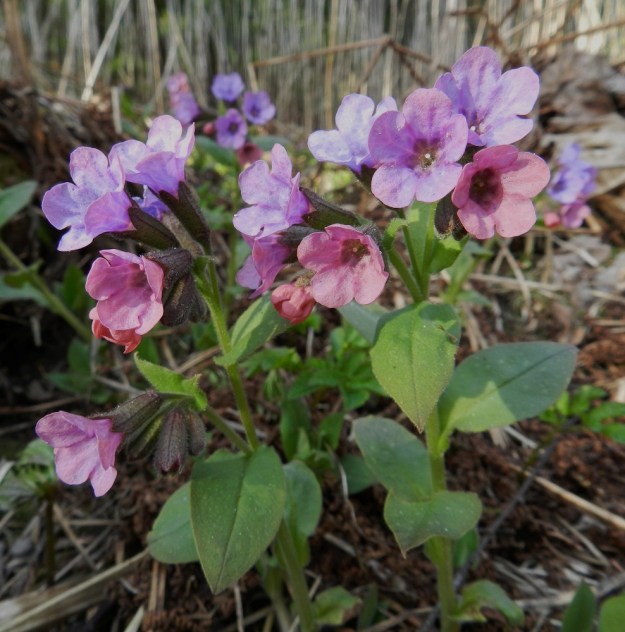 Pulmonaria obscura - lehtoimikän kukat ovat puhjetessaan ja kukinnan alkuvaiheessa vaaleanpunaiset. Ikääntyessään ne muuttuvat ensin sinipunaisiksi ja lopulta sinisiksi.. EH, Hämeenlinna, Luhtiala, Aulangonjärven kaakkoiskulma Käärmekallion alapuolella, rehevä rantalehto, 2.5.2012. Copyright Hannu Kämäräinen.