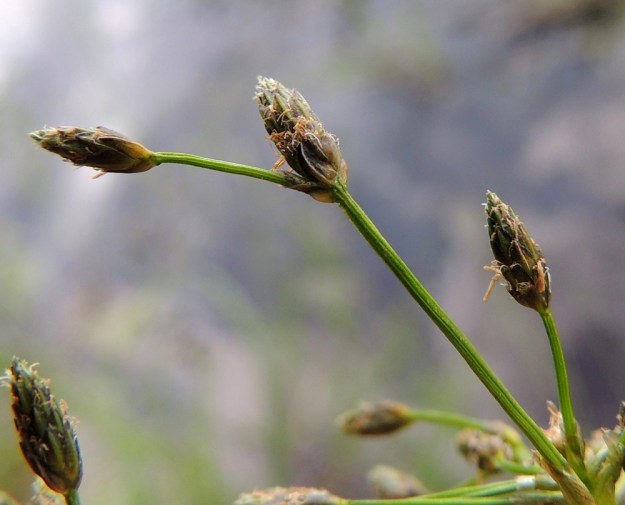 Scirpus radicans - juurtokaislan tähkät ovat sukkulamaisia, tavallisesti noin 5-6 mm pitkiä ja yli 20-kukkaisia. Tähkäsuomut ovat soikeita, tylppäkärkisiä ja noin 2 mm pitkiä. Niiden keskisuoni on yleensä vihreä ja laidat harmaat tai mustahkot. Kukat ovat kaksineuvoisia. Heteitä on kolme ja niiden ponnet ovat kellertävät ja noin 2 mm pitkät. Emi on kolmiluottinen. PK, Joensuu, Karsikko, Pielisjoen eteläranta Pekkalan sillan länsipuolella, 10.7.2015. Copyright Hannu Kämäräinen.