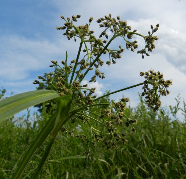 Scirpus sylvaticus - korpikaislan kukinto on yleensä yli satatähkäinen ja kukkiessaan lähes pallomainen. Läpimitaltaan se on tavallisesti 10-20 cm. EH, Hämeenlinna, Pullerinmäki, Tiiriö, Pitkätanhuankadun laitaojan varsi, 16.6.2012. Copyright Hannu Kämäräinen.