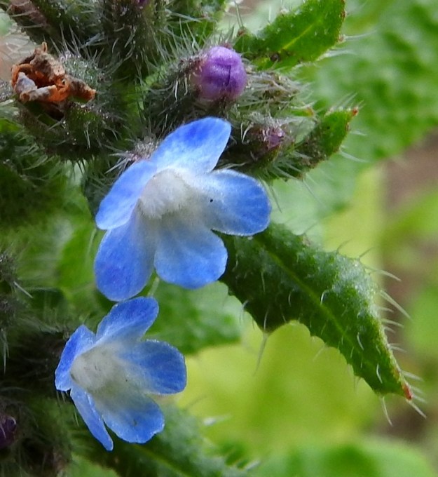 Lycopsis arvensis - peltorastin teriö on ratasmainen, kärkiosastaan hieman kellomainen ja yhdislehtinen sekä päästään viisiliuskainen ja tavallisesti noin 5-6 mm leveä. Teriönliuskat ovat noin 2-3 mm pitkiä ja yhtä leveitä. Teriön nielun peittävät viisi valkoista ja tiheäkarvaista suomua, joiden alle piiloon jäävät viisi lyhytpalhoista hedettä ja yksivartaloinen emi. EH, Hämeenlinna, Luolaja, Pollentien ja Mäkilaurilantien kulmauksen kapeahko, kauraa kasvava peltokaistale, 26.6.2018. Copyright Hannu Kämäräinen.