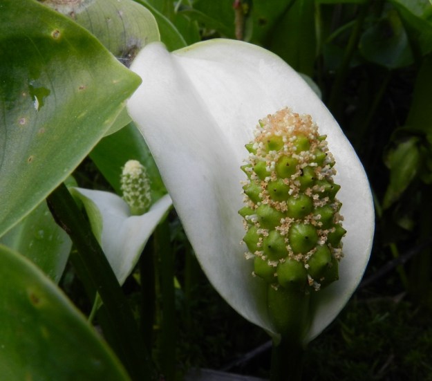Calla palustris - (suo)vehkan kukintopuikilossa sikiäimet alkavat paisua marjan muotoihin jo kukinnan loppuvaiheessa, jolloin osa heteiden ponsista on vielä avautumattomia. Luotin jäljiltä vartalon kärjessä on tumma piste. EH, Hämeenlinna, Renko, Renkajoen rantasoistuma urheilukentän eteläpuolella, 12.6.2012. Copyright Hannu Kämäräinen.