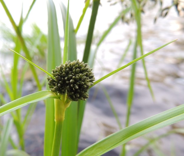 Scirpus radicans - juurtokaislan kukinto on kasvunsa alussa pyöreä ja tiheä pallero. PK, Joensuu, Karsikko, Pielisjoen eteläranta Pekkalan sillan länsipuolella, 10.7.2015. Copyright Hannu Kämäräinen.