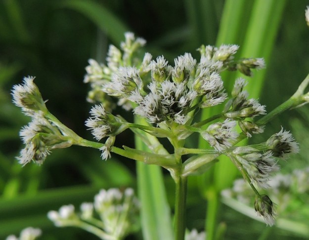 Scirpus sylvaticus - korpikaislan tähkät ovat uloimpien haarojen päissä yksittäin tai useimmiten 2-3 perättömästi yhdessä. Tähkät ovat munamaisia, tavallisesti noin 3-4 mm pitkiä ja yli 10-kukkaisia. Kuvan kukinnossa ovat esille nousseet vasta emin valkoiset luotit, joita kussakin kukassa on kolme. Tämä edistää tuulipölytteisten kukkien ristipölytystä. Ulompien haarojen tukilehdet ovat kalvomaisia ja yleensä noin 5-10 mm pitkiä. U, Hanko, Anckars, Kartanontien varrella oleva puronvarsikosteikko, 15.6.2013. Copyright Hannu Kämäräinen.