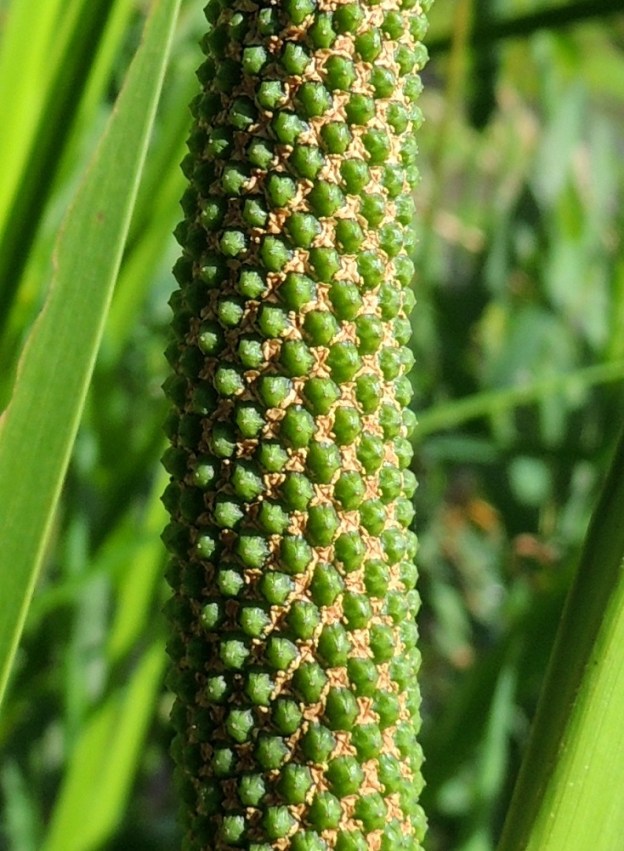 Acorus calamus - rohtokalmojuuren puikilon sikiäinten paisuessa kohti marjan mittoja, vaaleanruskeat kehälehdet rutistuvat niiden väleihin. Siemeniä, ainakaan itämiskykyisiä, ei Suomessa kehity. 16.7.2016. Copyright Hannu Kämäräinen.