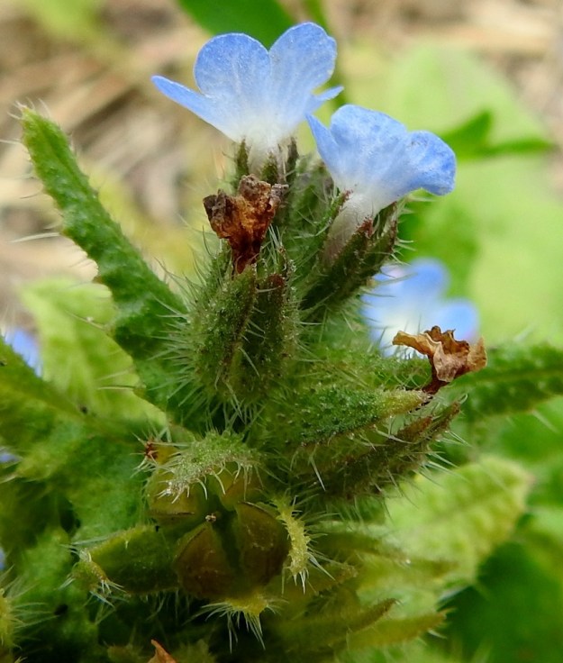Lycopsis arvensis - peltorastin kaikkien kukkien tyvellä on kapea, teräväkärkinen ja noin 5-10 mm pitkä tukilehti. Kukkien tukilehdet ja perät sekä verhiöt ovat tiheään sukaskarvaisia. Karvojen pituus vaihtelee noin välillä 1-2 mm. Hedelmä on nelilohkoinen ja hieman verhiönliuskoja lyhyempi. Lohko on noin 3-4 mm pitkä, soikeahko, kova ja nystermäpintainen sekä kypsänä ruskea. EH, Hämeenlinna, Luolaja, Pollentien ja Mäkilaurilantien kulmauksen kapeahko, kauraa kasvava peltokaistale, 26.6.2018. Copyright Hannu Kämäräinen.