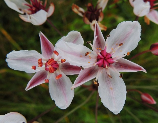 Butomus umbellatus - sarjarimmen terälehdet ovat soikeahkot, usein poimulaitaiset ja tylppä- tai pyöreäpäiset. Ne ovat yleensä noin 14-16 mm pitkät ja leveimmältä kohtaa noin 7-10 mm leveät. Väriltään ne ovat lähes valkoiset tai erityisesti keskiosastaan punertavat. Kukassa on yhdeksän hedettä. Emiö on tyvestä yhdislehtinen ja kuusiosainen. Sikiäimet ovat pulleita ja noin 5-6 mm pitkiä. Sikiäin ja emin vartalo ovat punaiset ja luottiliuskat valkoisehkot. EH, Hämeenlinna, Katinen, Katumajärven länsiranta, uimarannan viereinen kosteikkoranta, 18.7.2014. Copyright Hannu Kämäräinen.