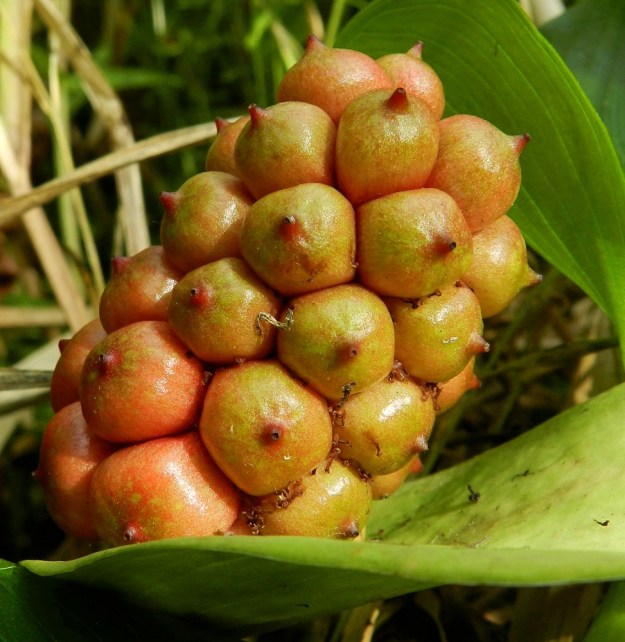 Calla palustris - (suo)vehkan marja on pyöreähkö tai hieman kulmikas, mehevä ja tavallisesti läpimitaltaan noin 5-7 mm. Sen kärjessä säilyy lyhyt, kartiomainen emin vartalo. EH, Hämeenlinna, Keinusaari Varikonniemi, Vanajaveden itäranta, hyvin vetinen rantasoistuma, 11.8.2012. Copyright Hannu Kämäräinen.