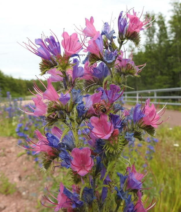 Echium vulgare - (kylä)neidonkielen nuput ja aukeava kukka ovat vaaleanpunaiset. Yleensä väri muuttuu siniseksi niin nopeasti, että kasvustot näyttävät useimmiten vain sinikukkaisilta, kuten tämäkin kuvasarja osoittaa. Toisinaan kuitenkin vaaleanpunainen sävy säilyy pitempään ja tekee kukinnosta huomattavan koristeellisen ja näyttävän. Kuvan yksilössä väri vaihtuu siniseksi vasta ikääntyneissä ja lakastuvissa kukissa.  Työn touhussa myös tarha- eli kesymehiläinen, Apis mellifera. A, Eckerö, Marbyön, Marby, Eckerövägenin (tie 1) laita, 9.7.2017. Copyright Hannu Kämäräinen.