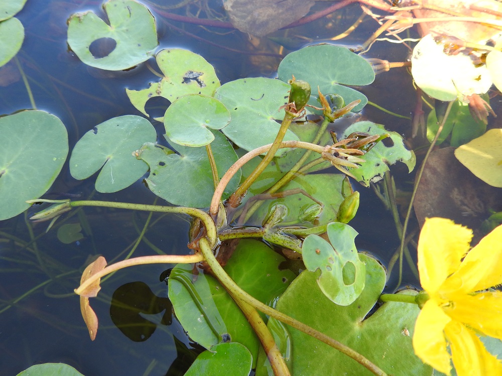 Nymphoides peltata - keltalammikin varren kärkiosasta kasvavien lehtien lapa on kukintavaiheessa noin 2-5 cm pitkä ja leveimmältä kohtaa noin 1,5-4 cm leveä. Ruoti on noin 5-10 cm pitkä. Kukinto on yleensä 5-10-kukkainen, mutta useimmiten vain yksi tai kaksi kukkaa on kerrallaan kukassa. Kukinto-osa voi myös haaroa. Kukkaperä on liereä, mehevä ja noin 3-4 mm paksu sekä noin 5-8 cm pitkä. V, Raisio, Hauninen, Haunisten allas (tekojärvi), eteläpää, 27.7.2018. Copyright Hannu Kämäräinen.