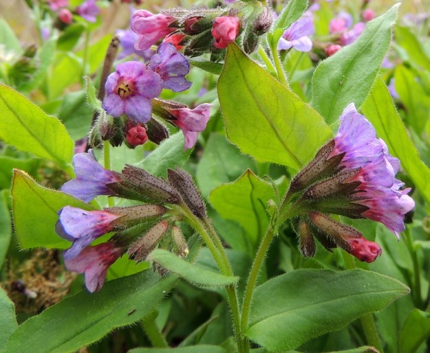 Pulmonaria obscura - lehtoimikän lehtihankaisten kukintohaarojen peräosa on yleensä noin 1-3 cm pitkä ja monipuolisesti karvainen. Kiemuroissa on kukkia noin 1-10. Niiden perä on noin 3-5 mm pitkä. Verhiö on kärjestään 5-liuskainen ja noin 9-13 mm pitkä sekä sukas- ja nystykarvainen. Väriltään se on vihreä, sinipunainen tai ruskehtava. Kärkiliuskat ovat kolmiomaisia ja noin 2-4 mm pitkiä. Teriö on suppilomainen, yhdislehtinen ja torvineen tavallisesti noin 14-16 mm pitkä. EH, Hämeenlinna, Luhtiala, Aulangonjärven kaakkoiskulma Käärmekallion alapuolella, rehevä rantalehto, 12.5.2013. Copyright Hannu Kämäräinen.