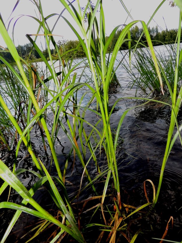 Scirpus radicans - juurtokaislan lehtilapa on tavallisesti noin 20-35 cm pitkä, tasasoukka ja hyvin pitkäsuippuisen teräväkärkinen sekä leveimmältä kohtaa noin 6-10 mm leveä. Kukintavaiheessa yksi tai kaksi alinta lehteä ovat jo lakastuneet tai lakastumassa. PK, Joensuu, Karsikko, Pielisjoen eteläranta Pekkalan sillan länsipuolella, 10.7.2015. Copyright Hannu Kämäräinen.