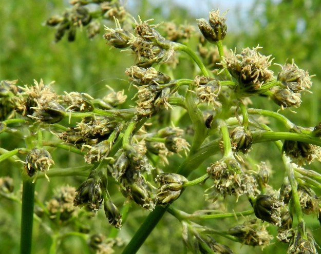 Scirpus sylvaticus - korpikaislan tähkäsuomut ovat soikeita, kuperia ja noin 2 mm pitkiä. Niiden keskisuoni on vihreä ja laidat harmaat tai mustahkot. Kukissa on kolme hedettä ja niiden ponnet ovat kellertävät ja noin 2 mm pitkät. EH, Hämeenlinna, Pullerinmäki, Tiiriö, Pitkätanhuankadun laitaojan varsi, 16.6.2012. Copyright Hannu Kämäräinen.