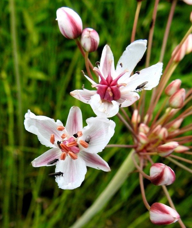 Butomus umbellatus - sarjarimmen kukissa kehittyvät ensin heteet. Vasta sitten, kun runsaasti siitepölyä sisältävät ponnet ovat jo hajonneet, kehittyvät emiön luotit. EH, Hattula, Pelkola, Lehijärven länsirannan Haikonlahti, vene- ja uimaranta, 22.7.2020. Copyright Hannu Kämäräinen.