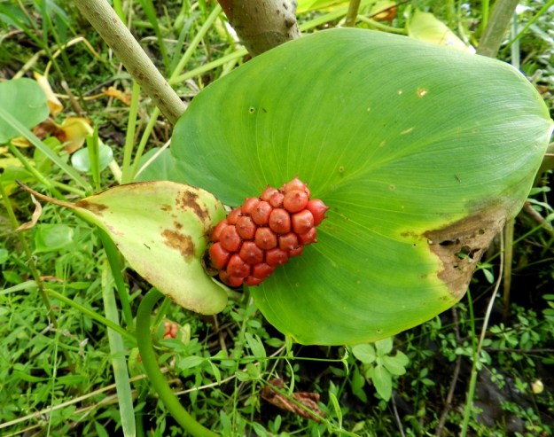 Calla palustris - (suo)vehkan puikilossa on usein 40-50 marjaa. Kypsinä ne ovat punaisia. EH, Hämeenlinna, Keinusaari Varikonniemi, Vanajaveden itäranta, hyvin vetinen rantasoistuma, 14.8.2011. Copyright Hannu Kämäräinen.