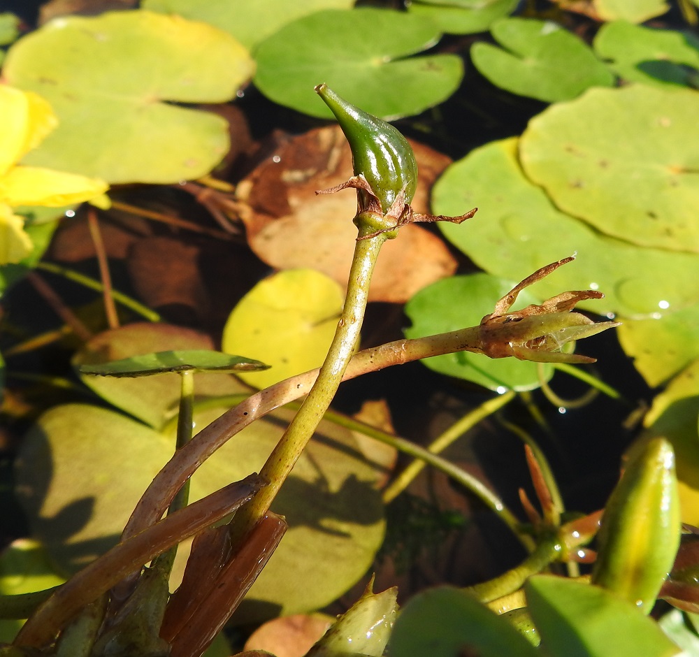 Nymphoides peltata - keltalammikin kota on munamainen, suippopäinen ja vihreä sekä monisiemeninen. Sen kärjen muodostaa emin vartalo. Kota on kärkineen tavallisesti noin 20 mm pitkä ja leveimmältä kohtaa noin 8-10 mm leveä. V, Raisio, Hauninen, Haunisten allas (tekojärvi), eteläpää, 27.7.2018. Copyright Hannu Kämäräinen.