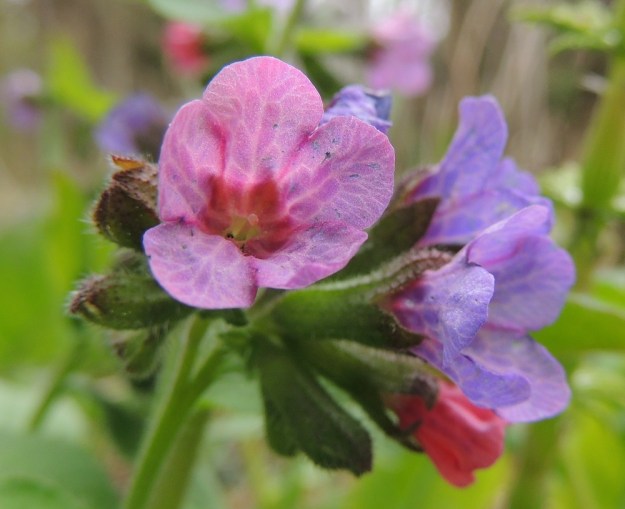 Pulmonaria obscura - lehtoimikän teriönliuskat ovat yleensä noin 2 -3 mm pitkät ja noin 3-5 mm leveät ja pyöreäpäiset. Lähikuvassa näkyy niiden mosaiikkimainen, vaalea suonitus. Emiö on yksivartaloinen ja hyvin lyhyesti kaksiluottinen. Vartalo on noin 7-9 mm pitkä ja nostaa, kuten kuvassa, luottipinnat vähän torven suuaukon yläpuolelle tai jättää ne hieman torven nieluun. Vastaavasti kuvan yksilön kukissa heteet ovat aika syvällä torvessa ja vain yhden ponnen pää pilkistää sieltä näkyviin. Tämä emin ja heteiden kaksijakoisuus edistää ristipölytystä. EH, Hämeenlinna, Luhtiala, Aulangonjärven kaakkoiskulma Käärmekallion alapuolella, rehevä rantalehto, 12.5.2013. Copyright Hannu Kämäräinen.
