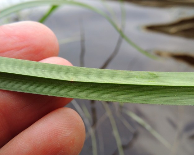 Scirpus radicans - juurtokaislan lehtilapa on hyvin tiheäsuoninen. Suonia on noin 30-35. Lehden laidat ja alapinnan keskisuoni ovat karheita. PK, Joensuu, Karsikko, Pielisjoen eteläranta Pekkalan sillan länsipuolella, 10.7.2015. Copyright Hannu Kämäräinen.