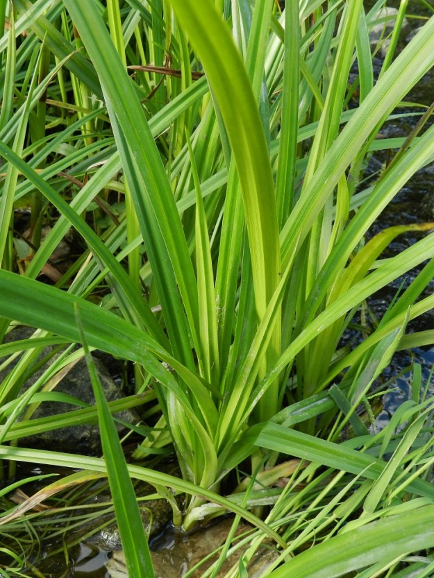 Scirpus sylvaticus - korpikaisla kasvattaa ensin ruusukemaisia lehtituppaita. Kun niihin kasvaa kukintovarsi, aluslehdet kuihtuvat kukintavaiheeseen mennessä. EH, Hämeenlinna, Loimalahti, Myllyoja, Sammontien alittavan Myllyojan laiteet, 3.7.2012. Copyright Hannu Kämäräinen.