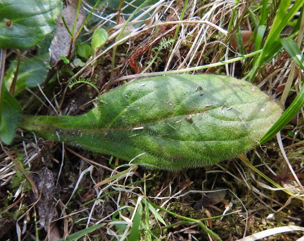 Ajuga pyramidalis - kartioakankaalin aluslehdet ovat soikeat tai vastapuikeat, pyöreäkärkiset ja tasaisesti siipipalteiseksi ruodiksi kapenevat. Ruoti on yleensä noin 1-2 cm pitkä ja lehtilapa tavallisesti noin 5-8 cm pitkä sekä leveimmältä kohtaa noin 2,5-4 cm leveä. Myös aluslehdet ovat molemmin puolin tiheäkarvaisia ja yleensä laidoiltaan lähes ehyitä. EH, Riihimäki, Kenkiä, Kenkiäntieltä, n. 400 m tien alusta, itään lähtevä metsätieura ja sen laiteet, 2.6.2020. Copyright Hannu Kämäräinen.