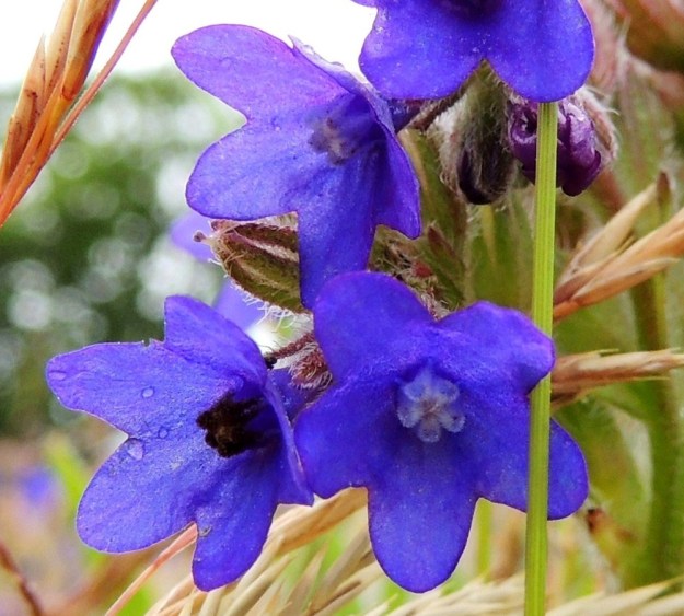 Anchusa officinalis - rohtorastin teriönsuun ja samalla heteet ja emin peittävien, tiheäkarvaisten suomujen luulisi hankaloittavan kukkien pölytystä. Luonnossa kaikki on kuitenkin tarkoituksenmukaista. Valkoiset suomut toimivat mesiviittoina hyönteisille, joilla on juuri sopivan pitkä imukärsä. Ne työntävät kärsänsä suomujen lomasta torven pohjalla oleviin mesiäisiin. Samalla kärsään jo aikaisemmin tarttunut siitepöly osuu emin luotille ja heteet puuteroivat kärsän uudella siitepölyllä. Pölytetyn kukan suomut muuttuvat ruskeiksi eivätkä houkuttele enää hyönteisiä turhaan mesipilkintään. St, Pori, Reposaari, koillisranta, entisen satama-alueen vanha painolastikenttä, niittyalue, 14.7.2014. Copyright Hannu Kämäräinen.