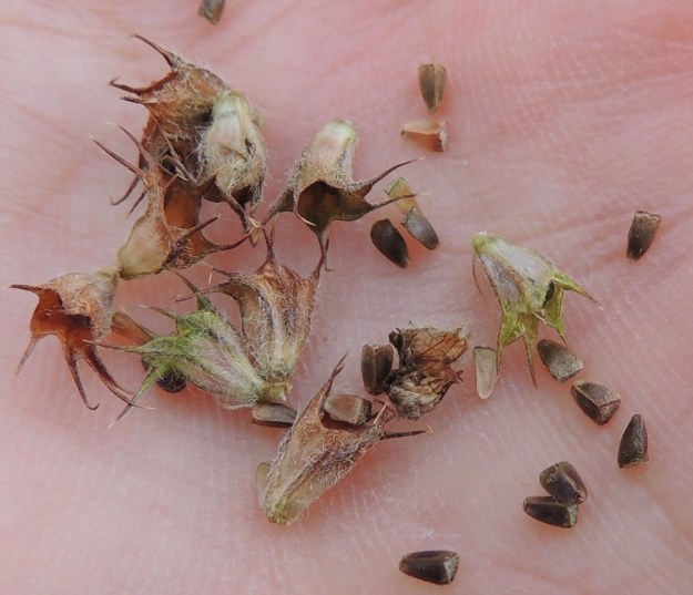 Leonurus cardiaca subsp. villosus - rohtonukulan subsp. villarohtonukulan verhiöt ovat kellomaiset, kärjestään viisiliuskaiset ja vahvan kohosuoniset. Niiden pituus ilman kärkiliuskoja on tavallisesti noin 5-5,5 mm. Kärkiliuskat ovat leveätyvisen piikkimäiset ja yleensä noin 2-3 mm pitkät. Verhiöt ovat kauttaaltaan siirottavakarvaiset. Lohkohedelmän hedelmykset ovat kolmisärmäisiä, ulkopinnaltaan hyvin lyhytkarvaisia ja noin 2,5-3 mm pitkiä. EH, Kouvola, Kuusankoski, Saksanahon entinen, peitetty teollisuuskaatopaikka, Savonsuo, täyttöalueen eteläosa, 6.9.2015. Copyright Hannu Kämäräinen.