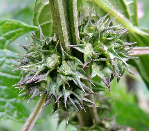 Leonurus cardiaca subsp. cardiaca - rohtonukulan subsp. lännenrohtonukulan hedelmä on kolmiomaisesti nelilohkoinen ja jää verhiön sisään. Tässä vaiheessa verhiönliuskat kääntyvät sivulle. Kypsänä hedelmä on ruskea ja varisevat hedelmykset ovat noin 2,5-3 mm pitkiä. Varsi on särmiään myöten alaspäisesti lyhytkarvainen. Karvat ovat vain noin 0,2-0,5 mm pitkiä. 30.7.2015. Copyright Hannu Kämäräinen.