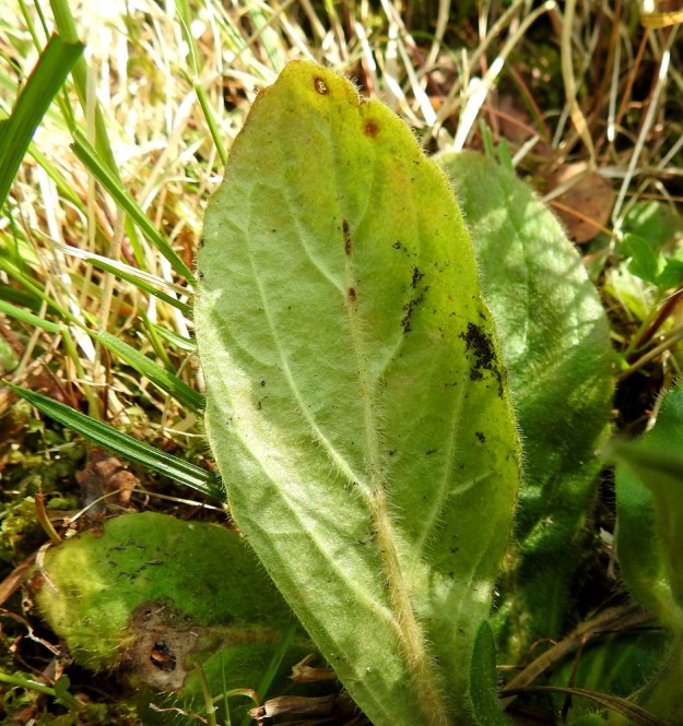 Ajuga pyramidalis - kartioakankaalin aluslehti on alapuoleltaan kohosuoninen. Alapuolelta on myös helpompi havaita, että ehytlaitaiseltakin näyttävän lehden reunassa on usein matalaa aaltoilua tai nyhäisyyttä. EH, Riihimäki, Kenkiä, Kenkiäntieltä, n. 400 m tien alusta, itään lähtevä metsätieura ja sen laiteet, 2.6.2020. Copyright Hannu Kämäräinen.